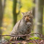 pisica sălbatică pui