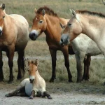 Cai sălbatici Przewalski în Ungaria