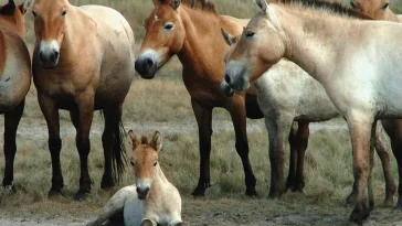 Cai sălbatici Przewalski în Ungaria