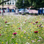 revitalizarea spațiilor urbane flori