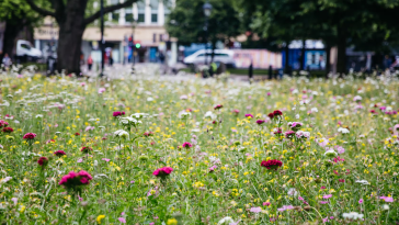 revitalizarea spațiilor urbane flori