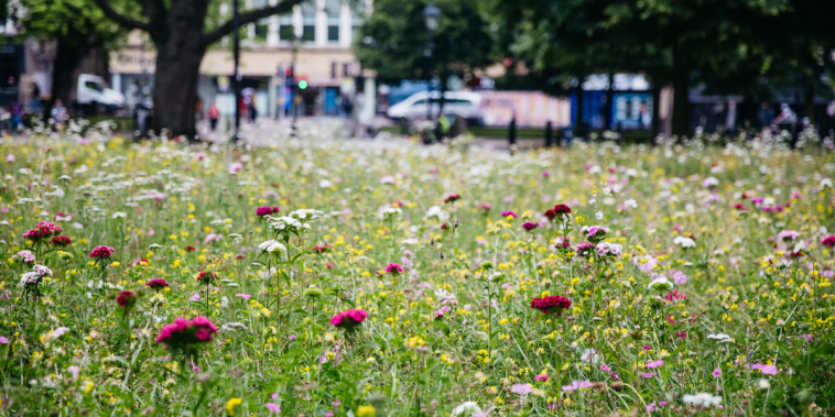 revitalizarea spațiilor urbane flori