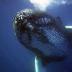 Ziua Mondială a Balenelor