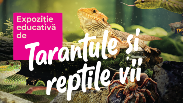 Expoziție tarantule și reptile