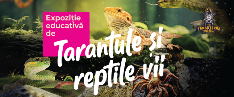 Expoziție tarantule și reptile