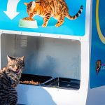 pisicile maidaneze din capitală