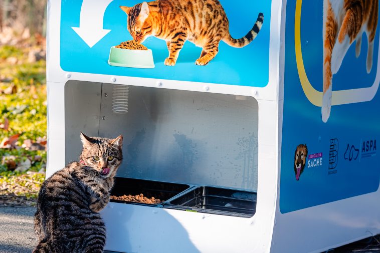 pisicile maidaneze din capitală