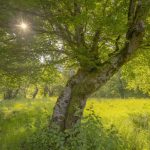 Pădurea cu povești nemuritoare/fagi