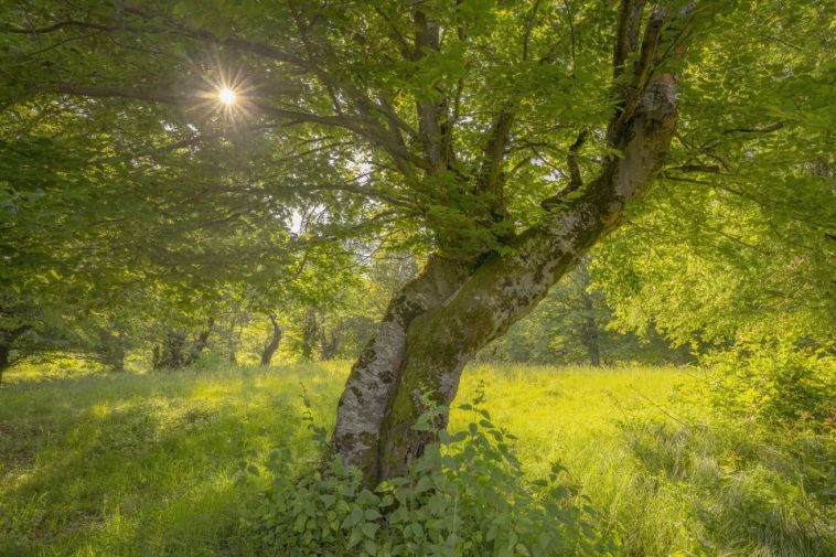 Pădurea cu povești nemuritoare/fagi