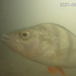 soneria pentru pești