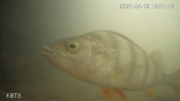 soneria pentru pești