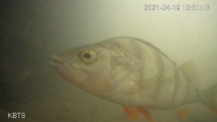 soneria pentru pești