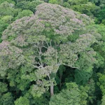 Copacii din pădurile tropicale fulgerele