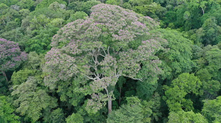 Copacii din pădurile tropicale fulgerele