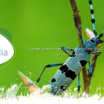 Proiect conservarea insectelor saproxilice România