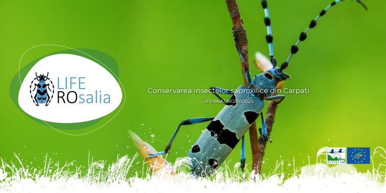 Proiect conservarea insectelor saproxilice România