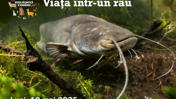 viața într-un râu