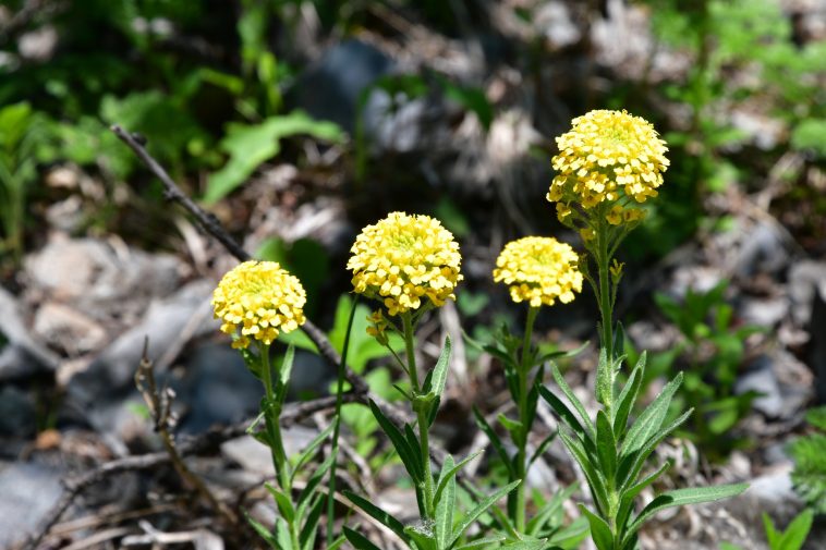 botanică