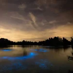 bioluminescență