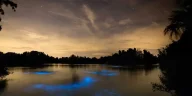 bioluminescență