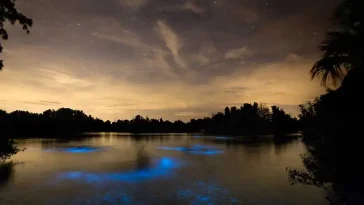 bioluminescență