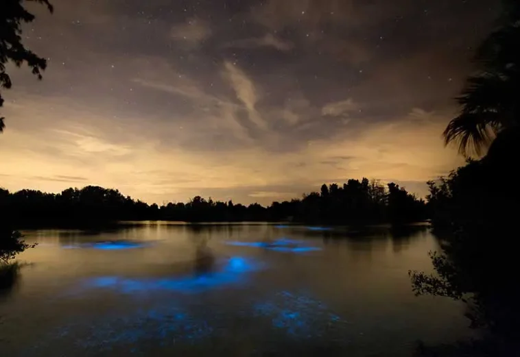 bioluminescență