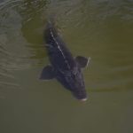 proiect conservare a sturionilor