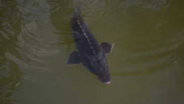 proiect conservare a sturionilor