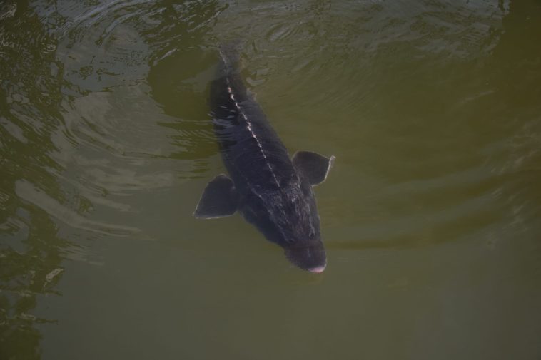 proiect conservare a sturionilor