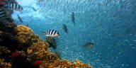 Oceanul Ziua Mondială a Oceanelor