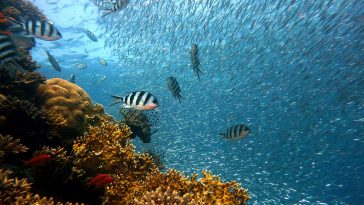 Oceanul Ziua Mondială a Oceanelor