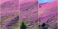 rhododendroni