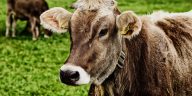 ferma domeniul agricol