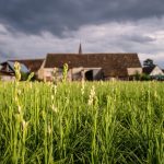 tuberozelor tuberoze