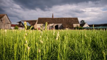 tuberozelor tuberoze