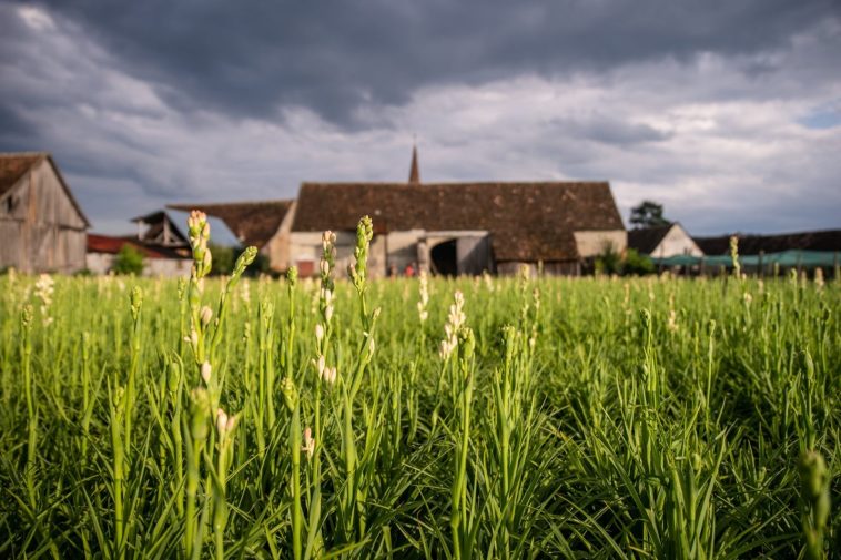 tuberozelor tuberoze