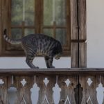 Piscile pisici Muzeul Satului