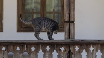 Piscile pisici Muzeul Satului