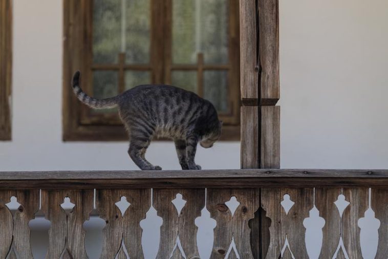 Piscile pisici Muzeul Satului