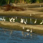 Egreta mică Văcărești