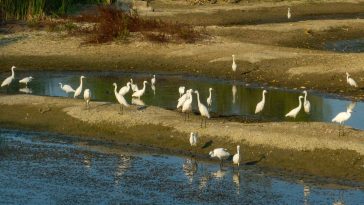 Egreta mică Văcărești