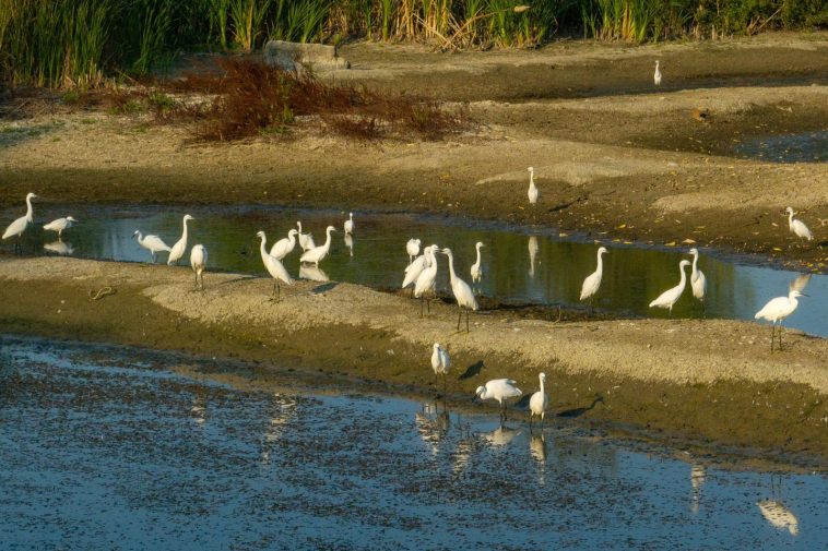 Egreta mică Văcărești