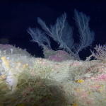 expediție marină Cipru