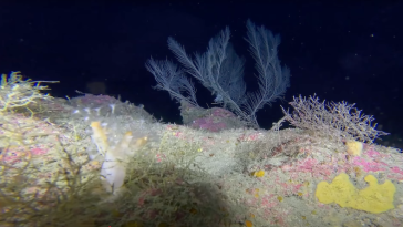 expediție marină Cipru