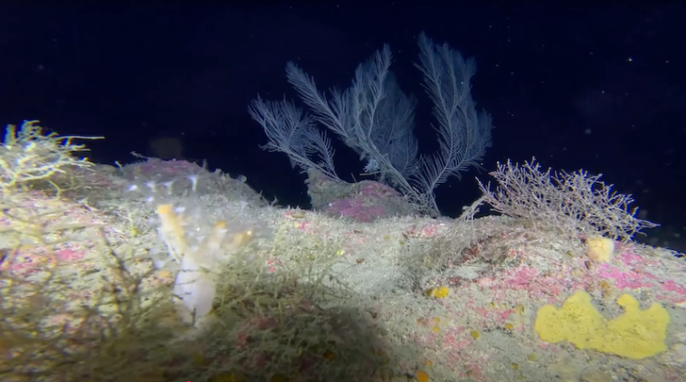 expediție marină Cipru