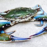 crabul albastru Marea Neagră