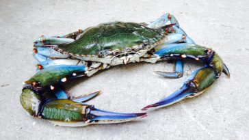 crabul albastru Marea Neagră