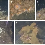 explozibili Marea Baltică