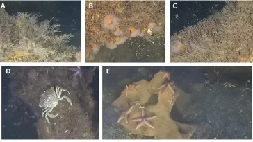 explozibili Marea Baltică