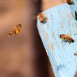 albine apicultura stupine stupi